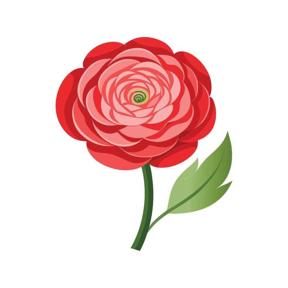 Vibrant Persian Buttercup for Stunning Floral Designs vector
