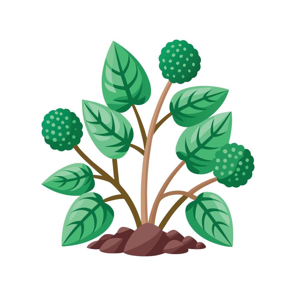Elegant Petasites Plant Artwork vector