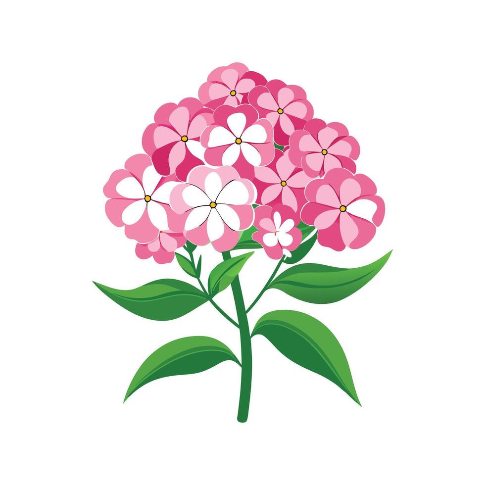 Charming Phlox Paniculata for Unique Artwork vector