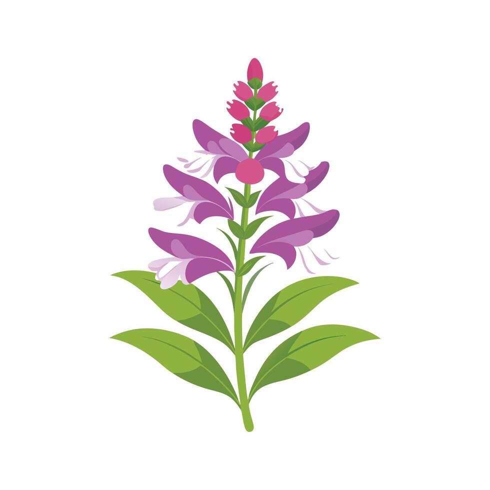 Charming Physostegia for Unique Floral Illustrations vector