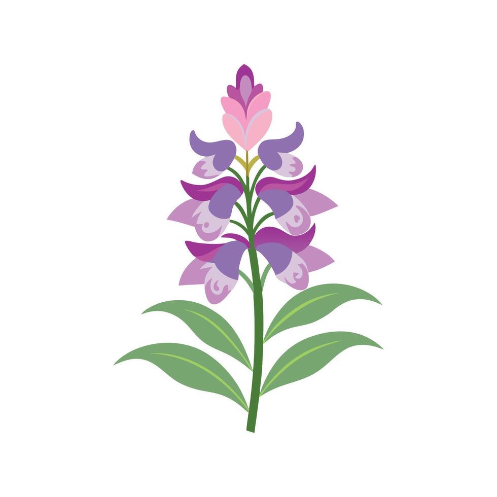 Beautiful Physostegia for Unique Floral Art vector