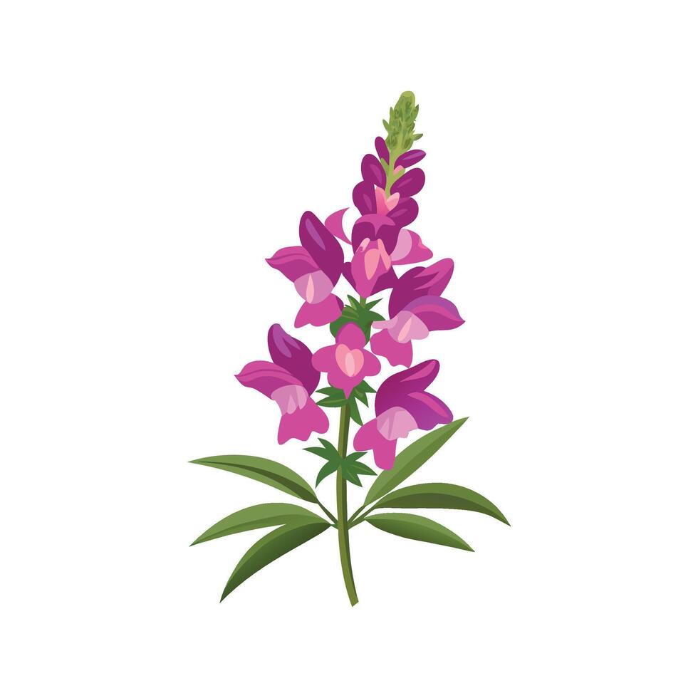 Vibrant Physostegia for Beautiful Floral Art vector