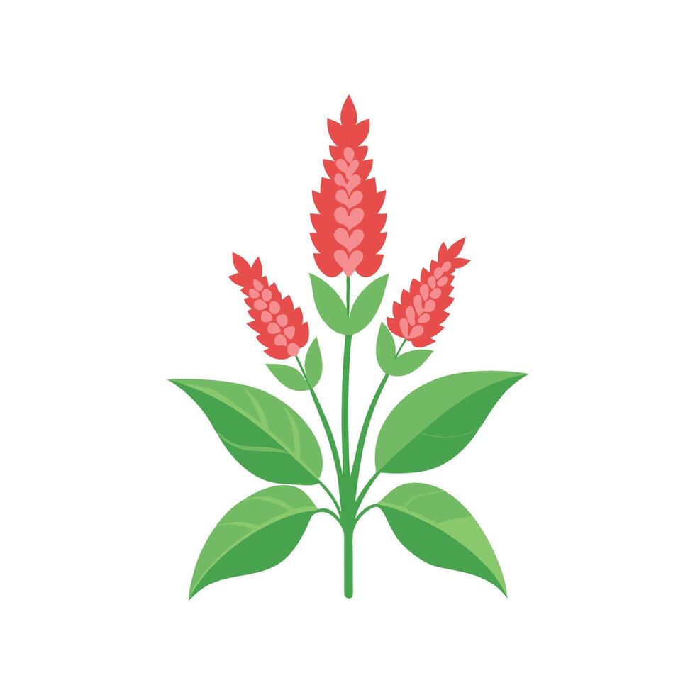 Charming Pineapple Sage Plant Design vector