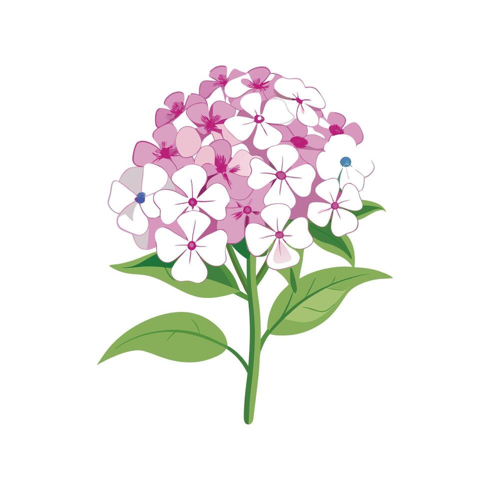 Stylish Phlox Paniculata Plant Design vector