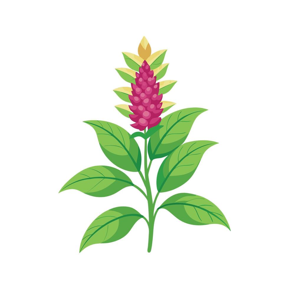 Elegant Pineapple Sage for Beautiful Floral Art vector