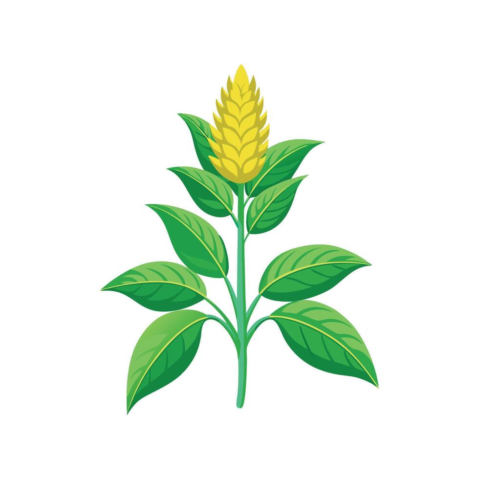 Charming Pineapple Sage for Floral Illustrations vector