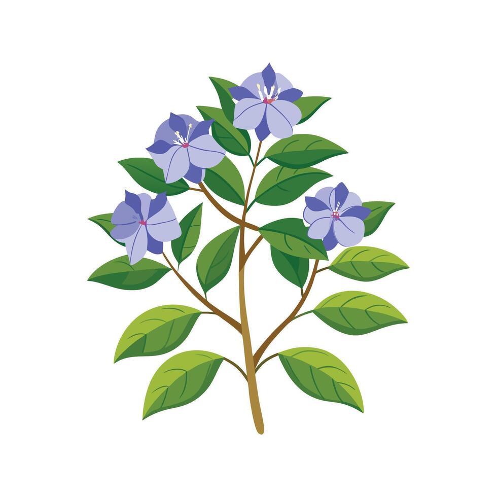 Elegant Plumbago for Artistic Floral Art vector