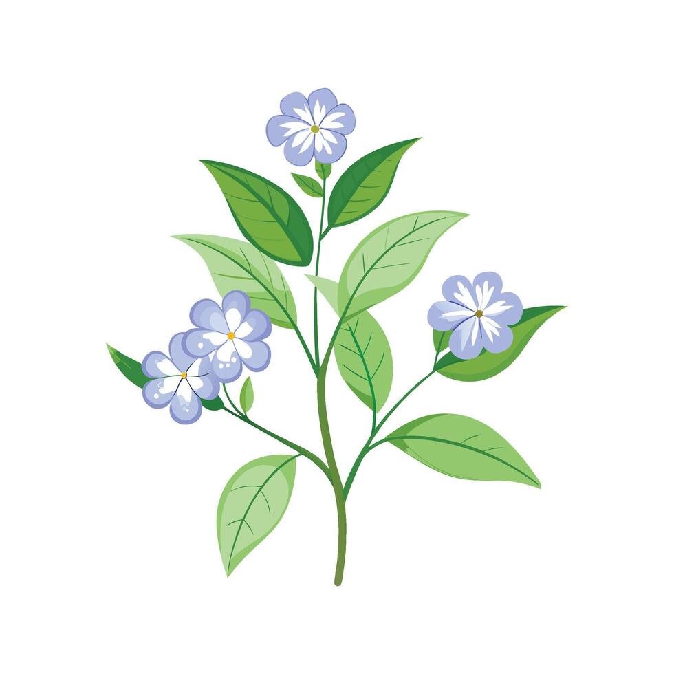 Elegant Plumbago Auriculata for Unique Floral Artwork vector