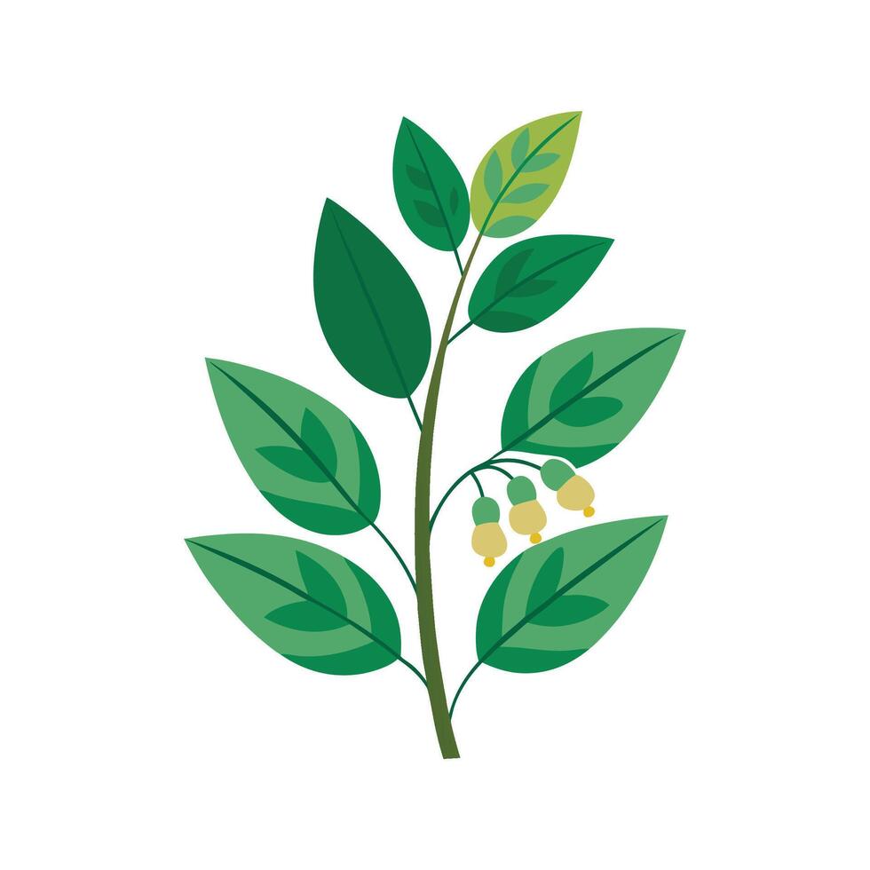 Charming Polygonatum for Beautiful Floral Art vector