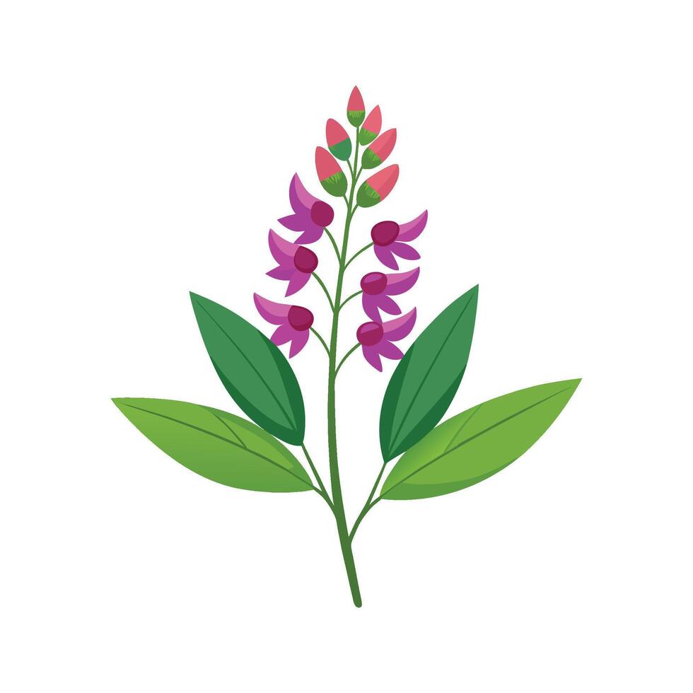 Elegant Polygala for Beautiful Floral Artwork vector