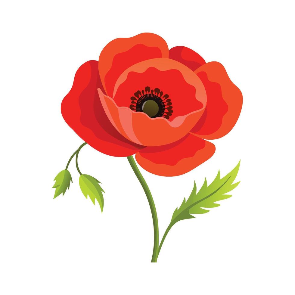 Stunning Poppy for Artistic Floral Designs vector
