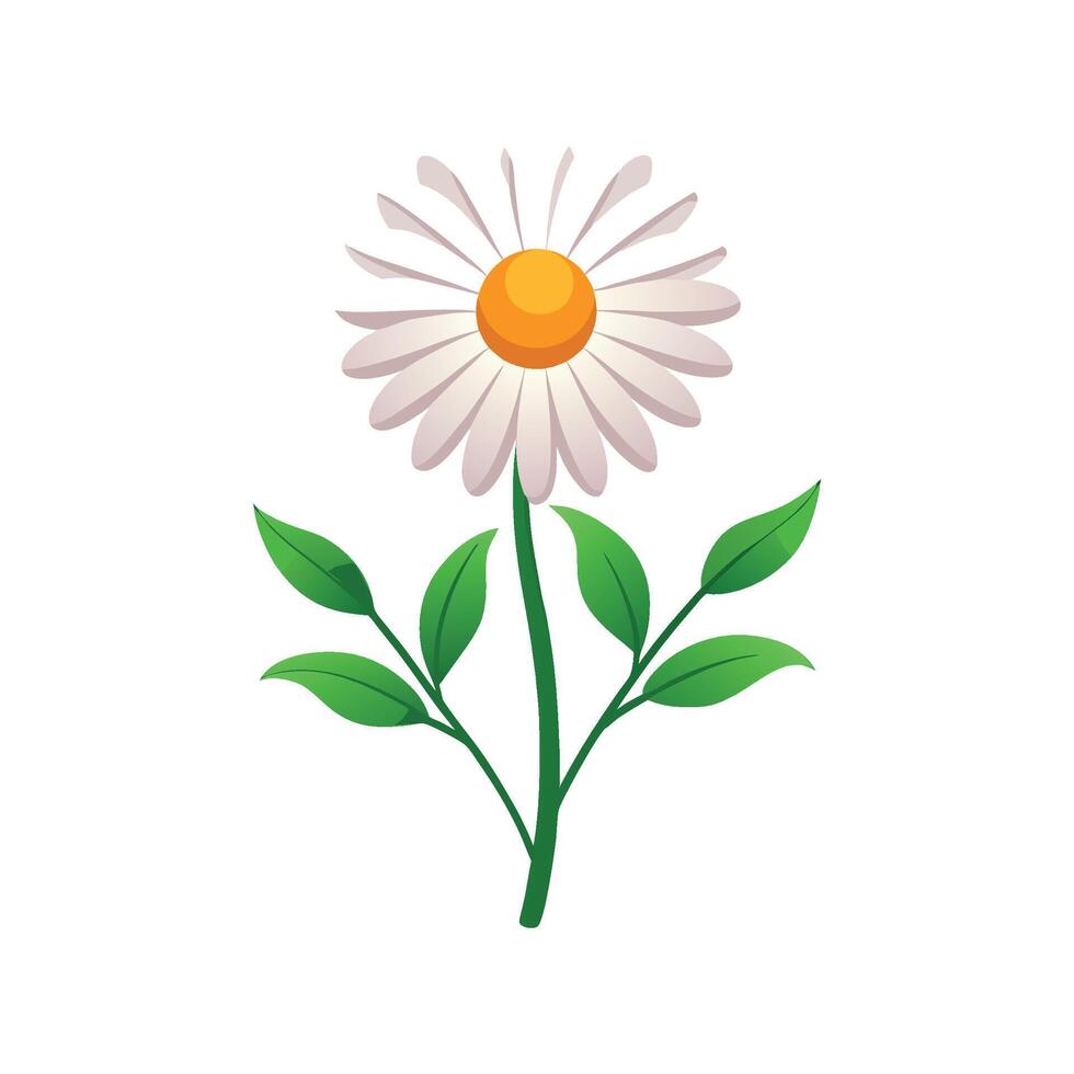 Vibrant Pyrethrum for Unique Floral Artwork vector
