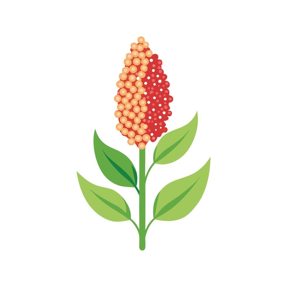 Elegant Quinoa Flower for Beautiful Botanical Art vector