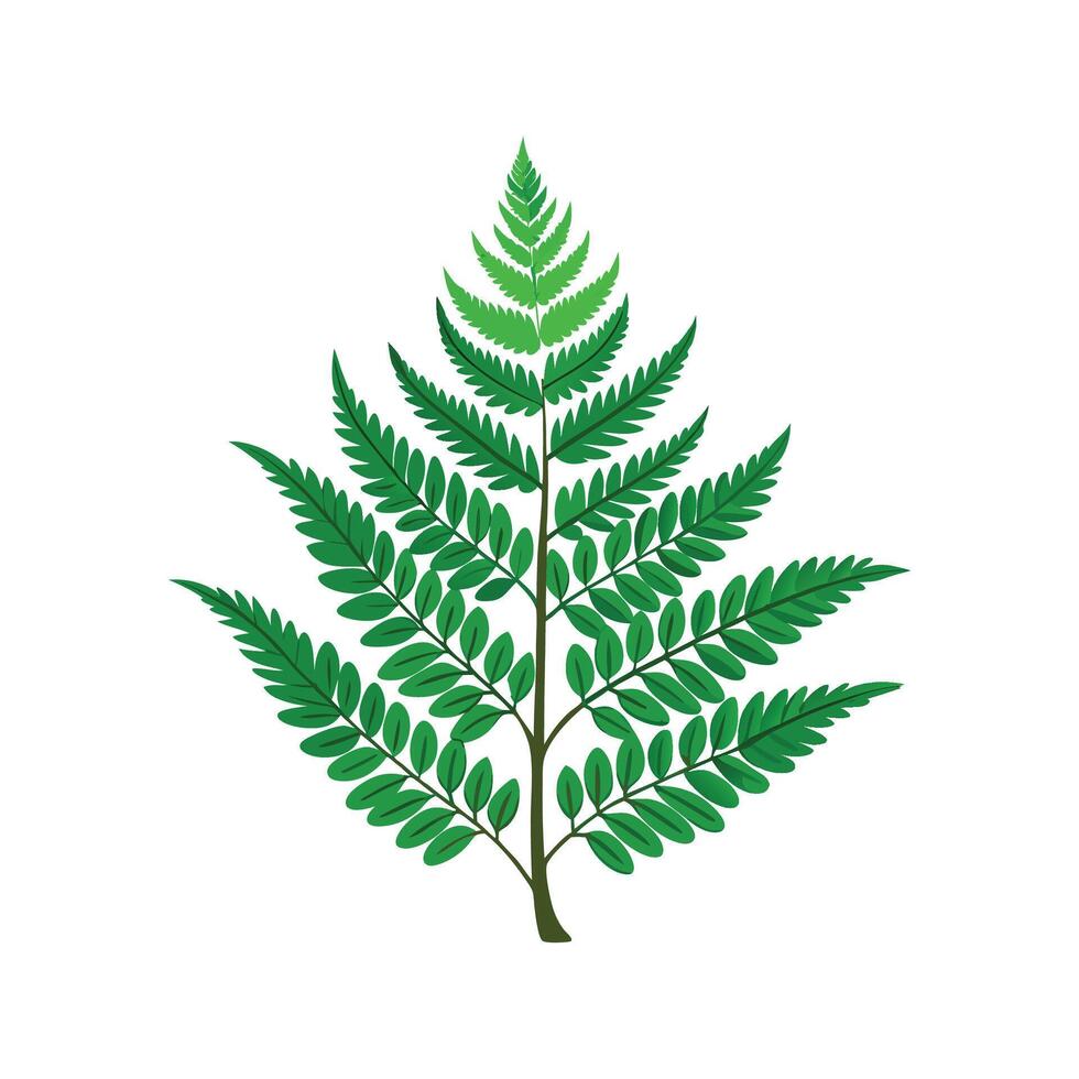 Vibrant Rabbits Foot Fern for Beautiful Botanical Designs vector