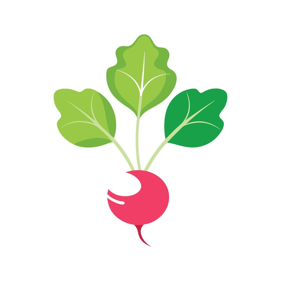 Charming Radish Blossom for Stunning Floral Designs vector