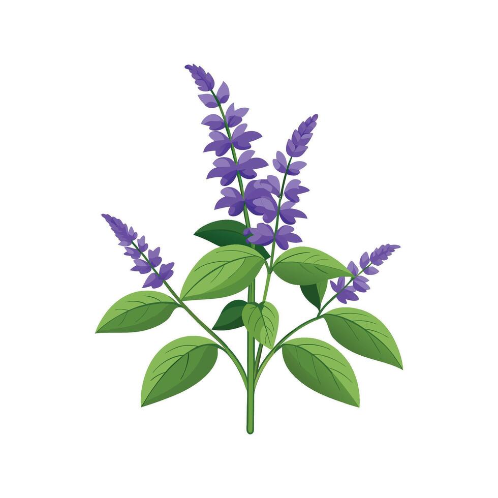 Charming Salvia Plant Illustration. vector