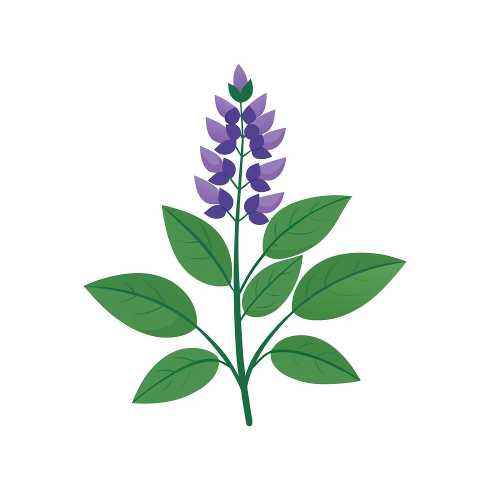 Elegant Salvia for Beautiful Floral Art vector