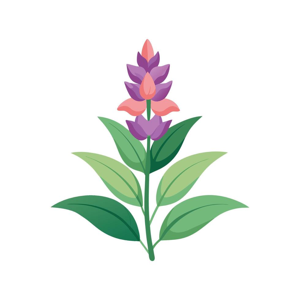 Stylish Salvia for Stunning Floral Designs vector