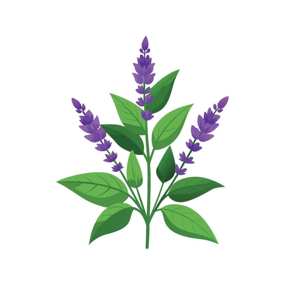 Elegant Salvia Plant Design vector