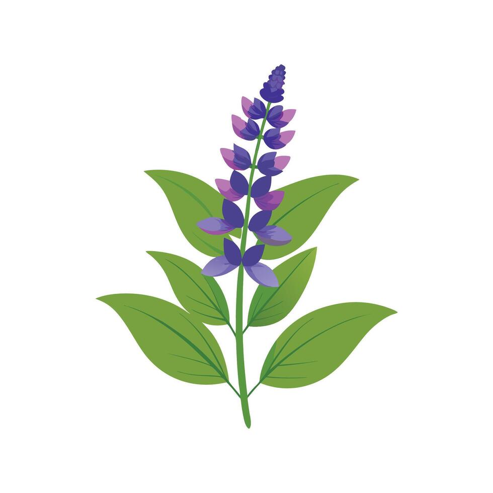 Charming Salvia for Stunning Floral Artwork vector