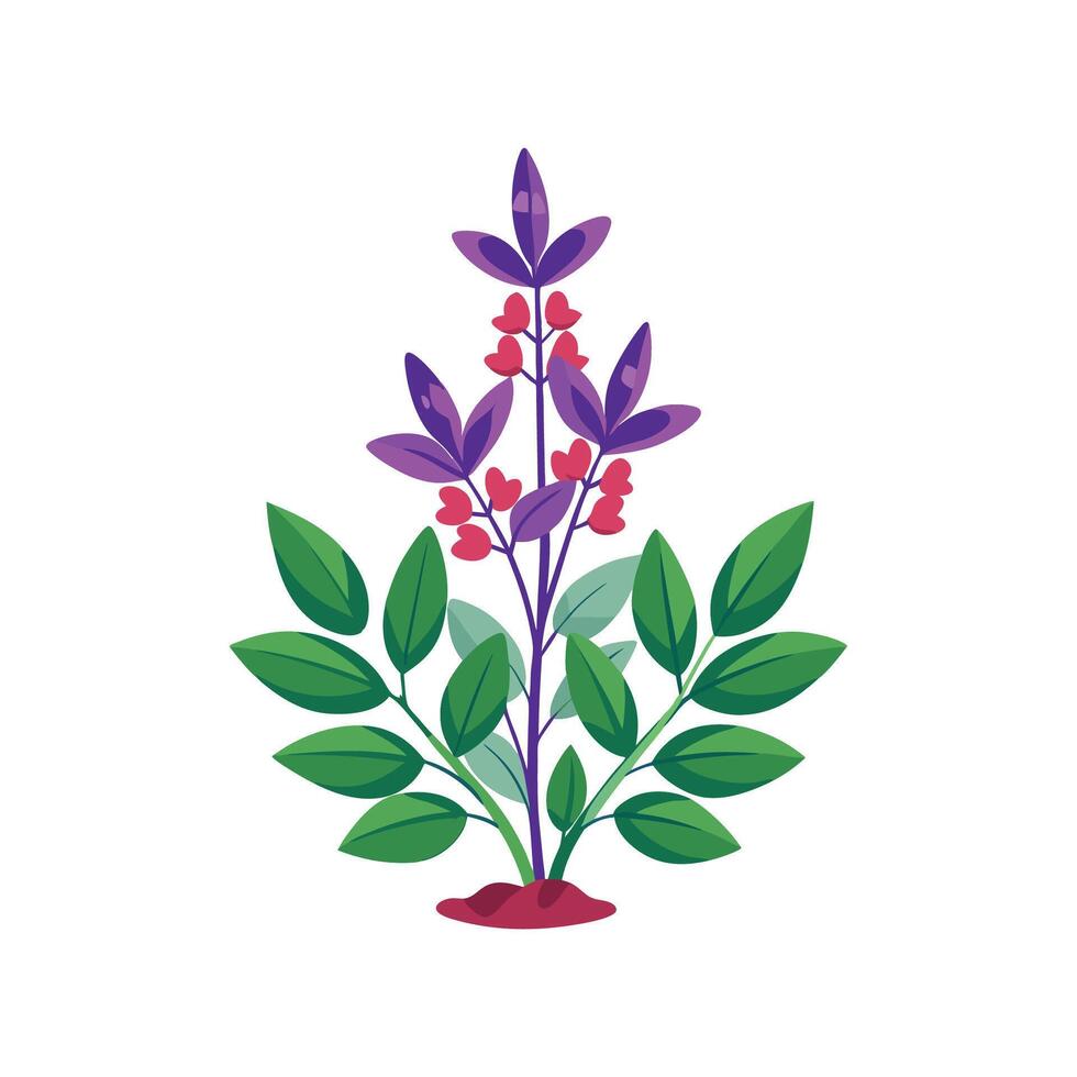 Stylish Salvia Plant Design. vector