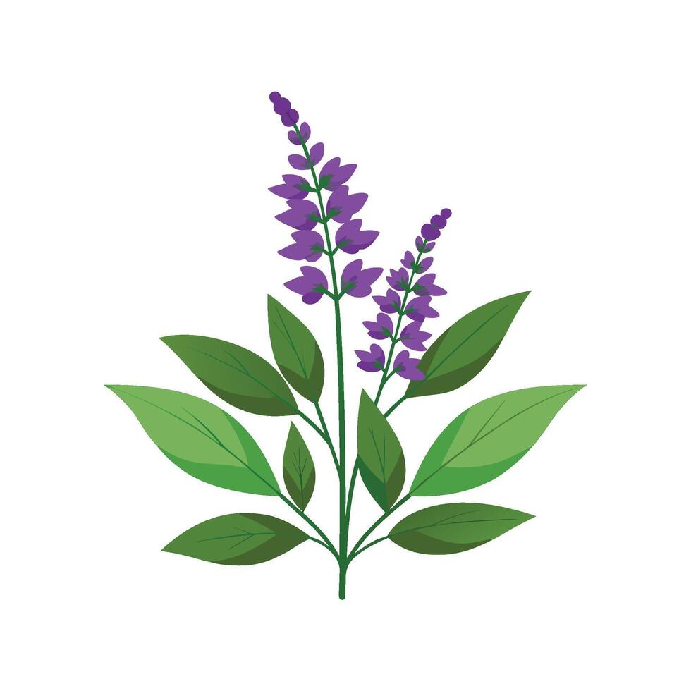 Beautiful Salvia Plant Artwork vector