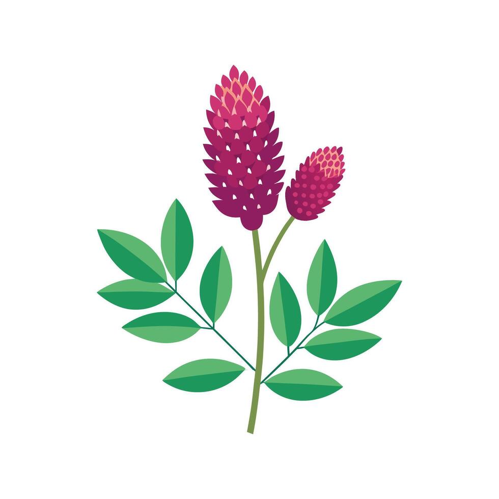 Elegant Sanguisorba for Unique Floral Art vector