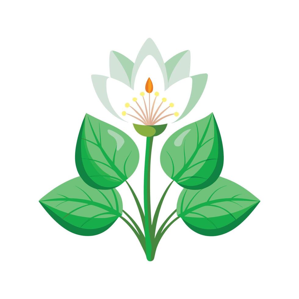 Elegant Sanguinaria for Unique Floral Art vector