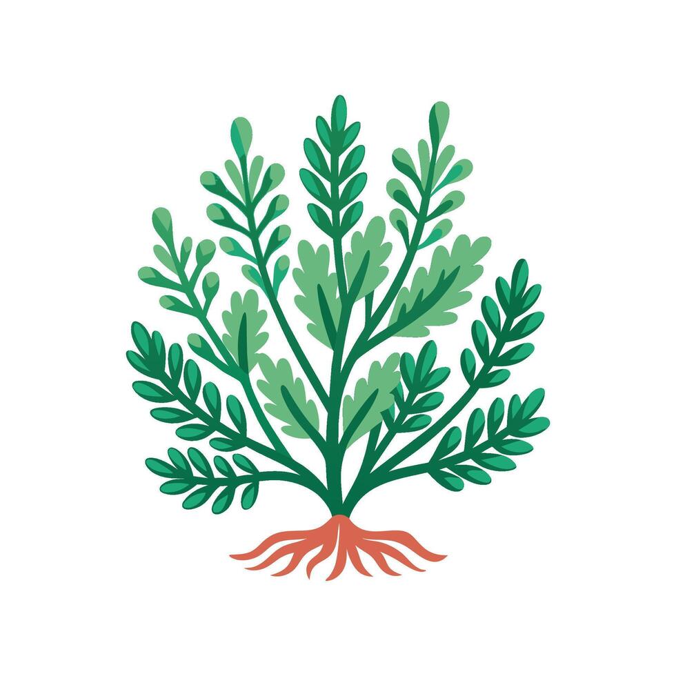 Stylish Santolina for Unique Floral Illustrations vector