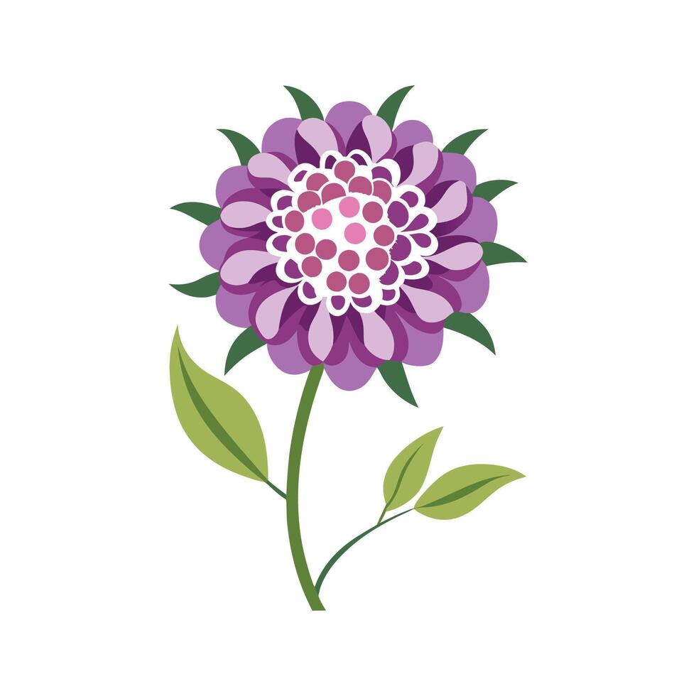 Elegant Scabiosa for Unique Floral Illustrations vector