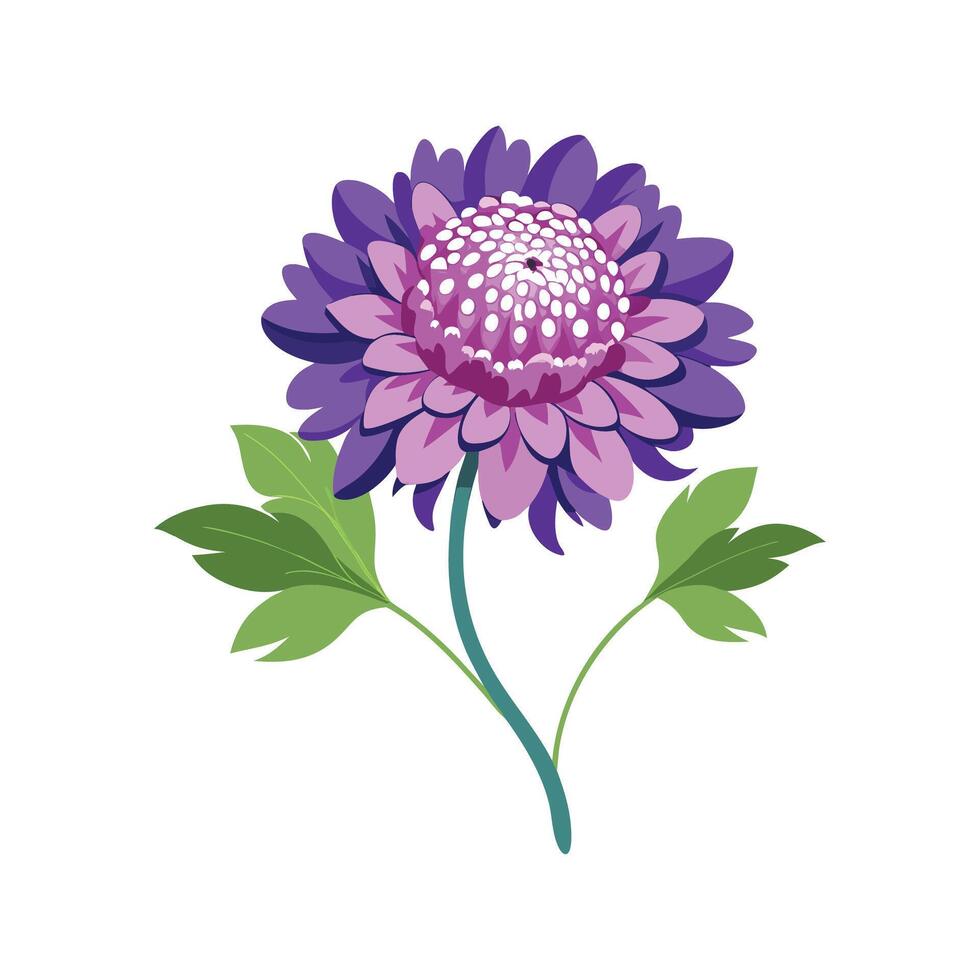 Elegant Scabiosa for Unique Floral Art vector
