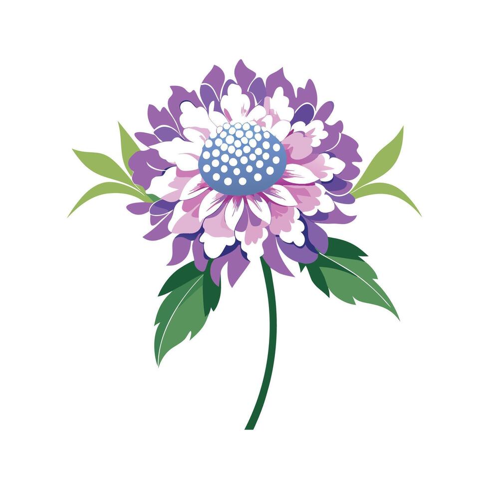 Vibrant Scabiosa for Beautiful Floral Art vector