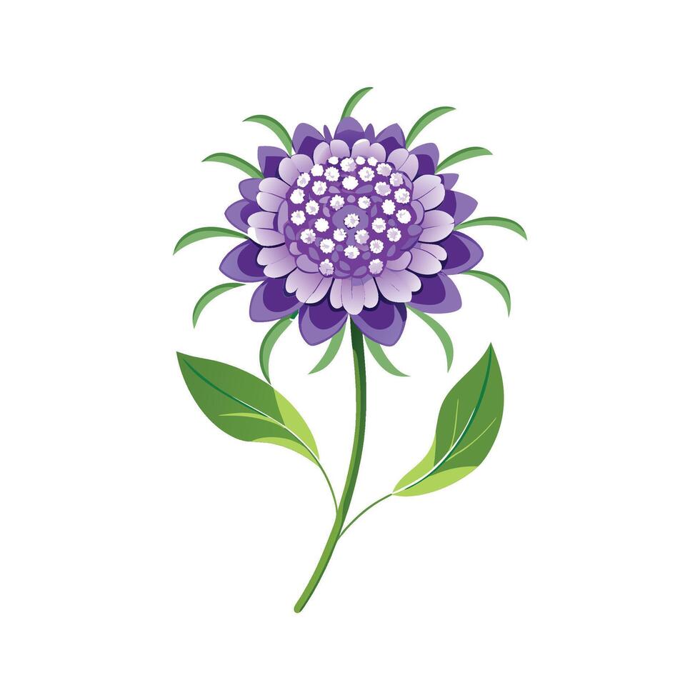 Charming Scabiosa for Beautiful Floral Designs vector