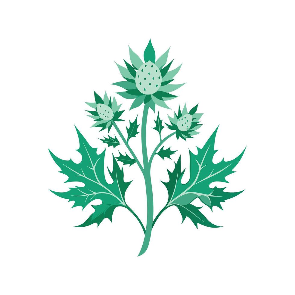 Elegant Sea Holly for Beautiful Floral Designs vector
