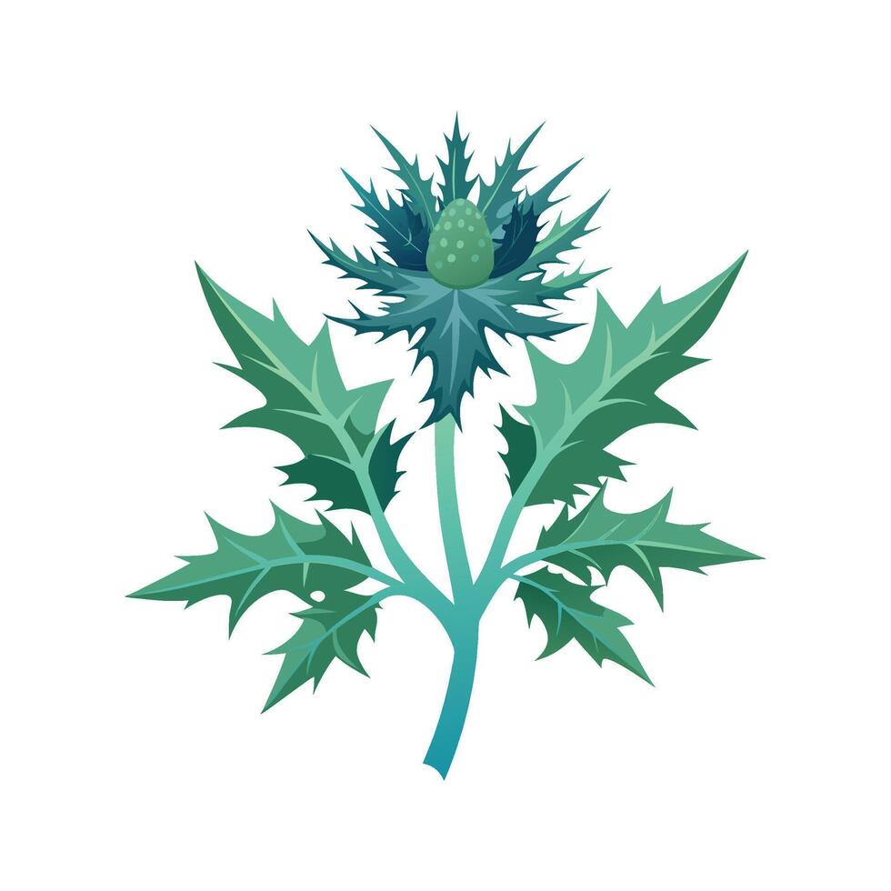 Stylish Sea Holly for Unique Botanical Art vector