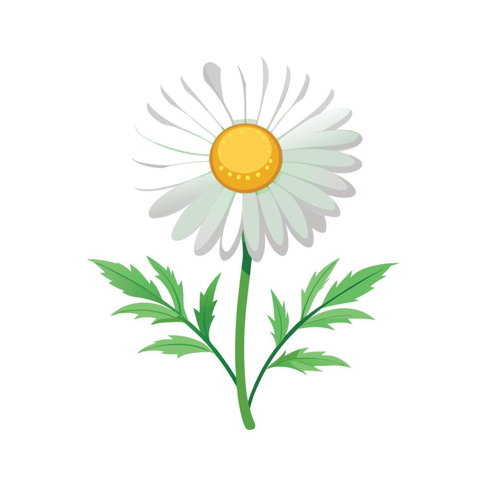 Elegant Shasta Daisy Plant Artwork vector