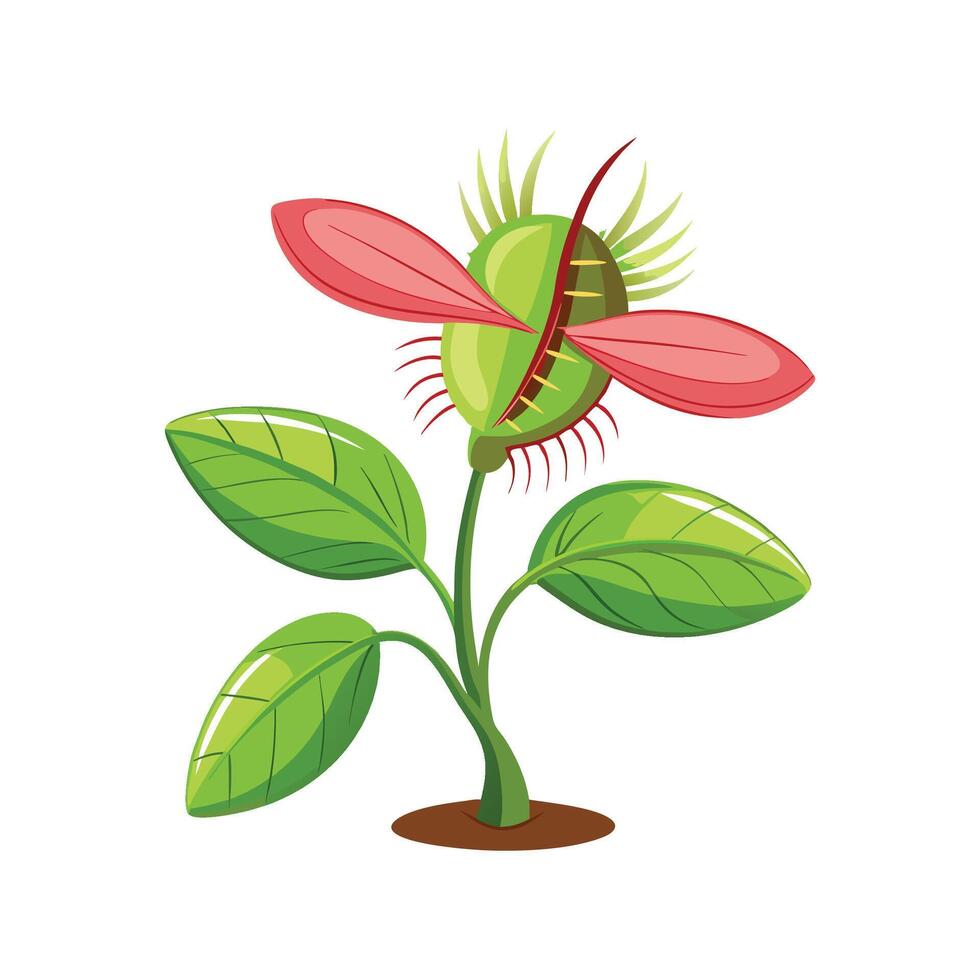 Vibrant ShooFly Plant for Beautiful Floral Designs vector
