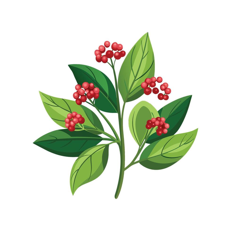 Elegant Skimmia for Beautiful Floral Artwork vector