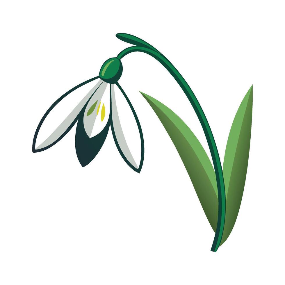 Vibrant Snowdrop for Stunning Floral Designs vector