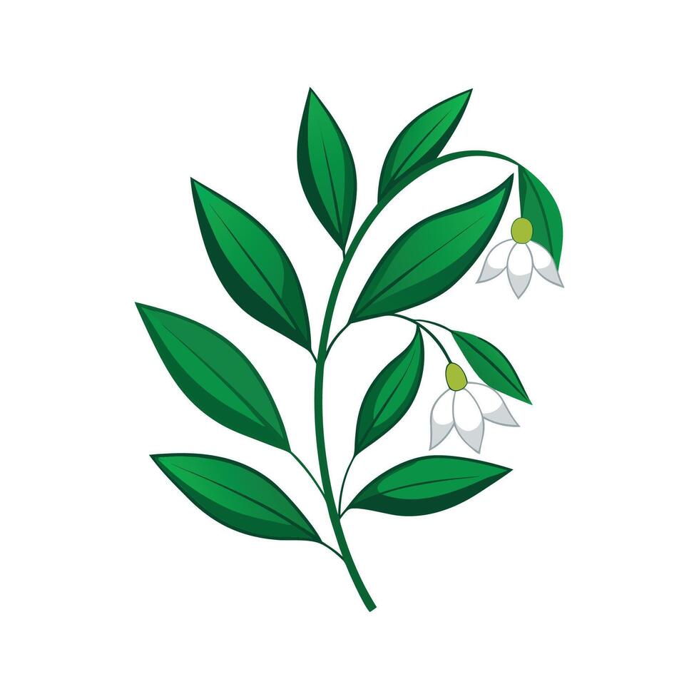 Elegant Solomons Seal Plant Artwork vector