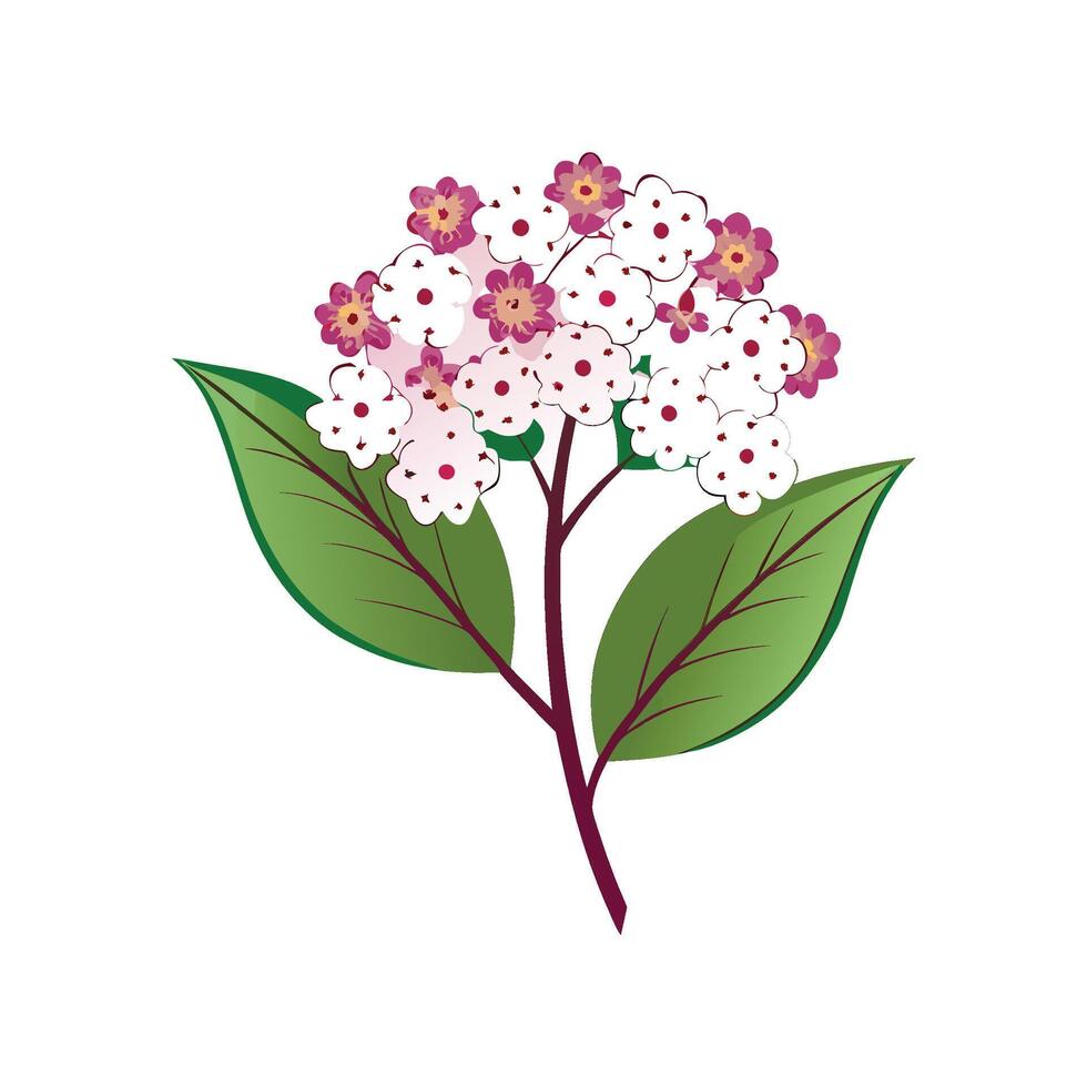 Beautiful Spiraea for Nature Lovers vector