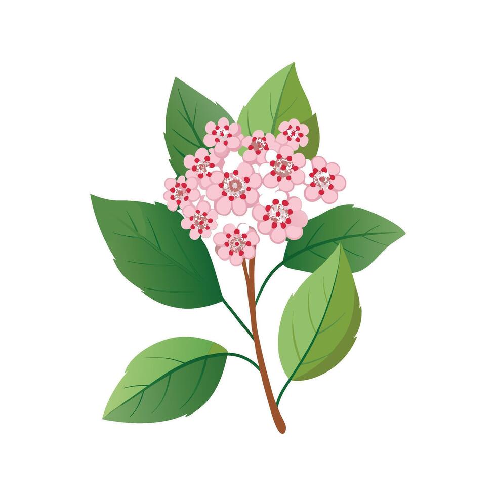 Elegant Spiraea Plant Design vector