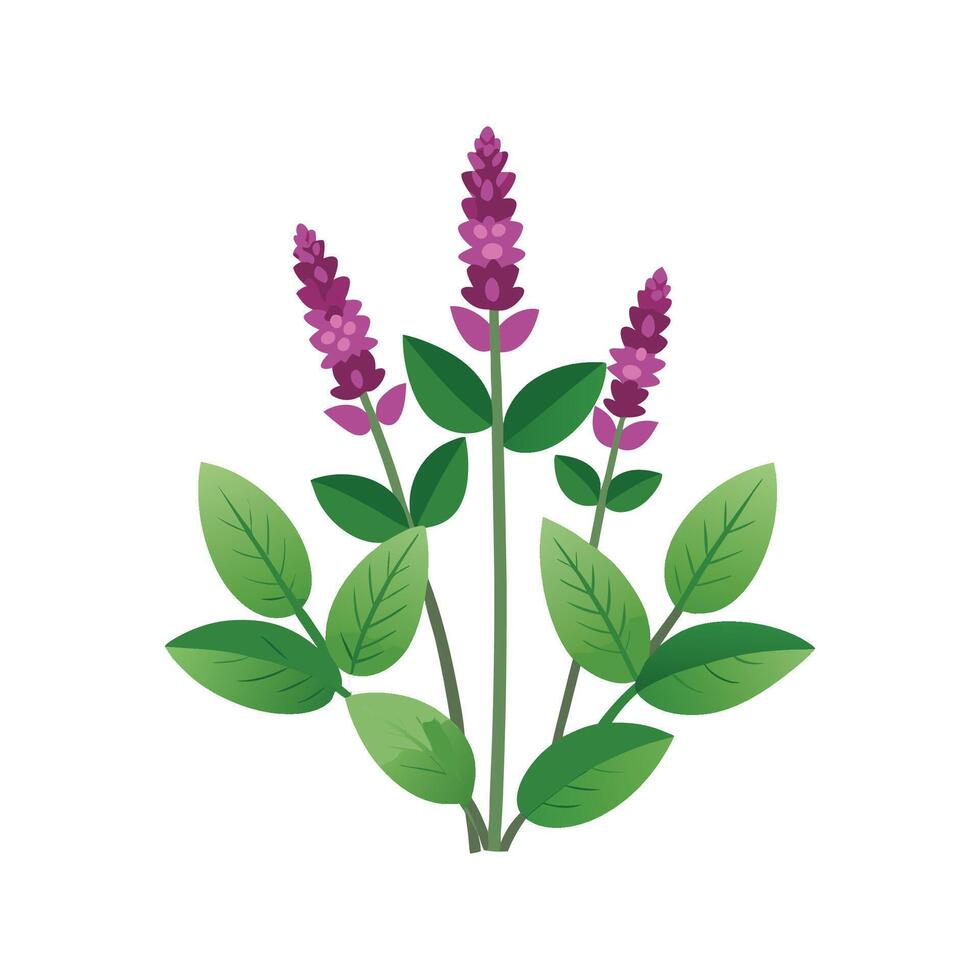 Stylish Stachys for Unique Floral Illustrations vector