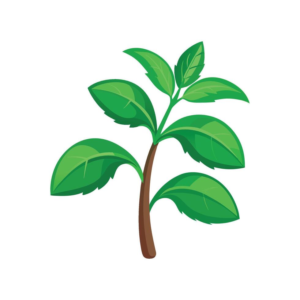 Stylish Stevia for Stunning Floral Designs vector