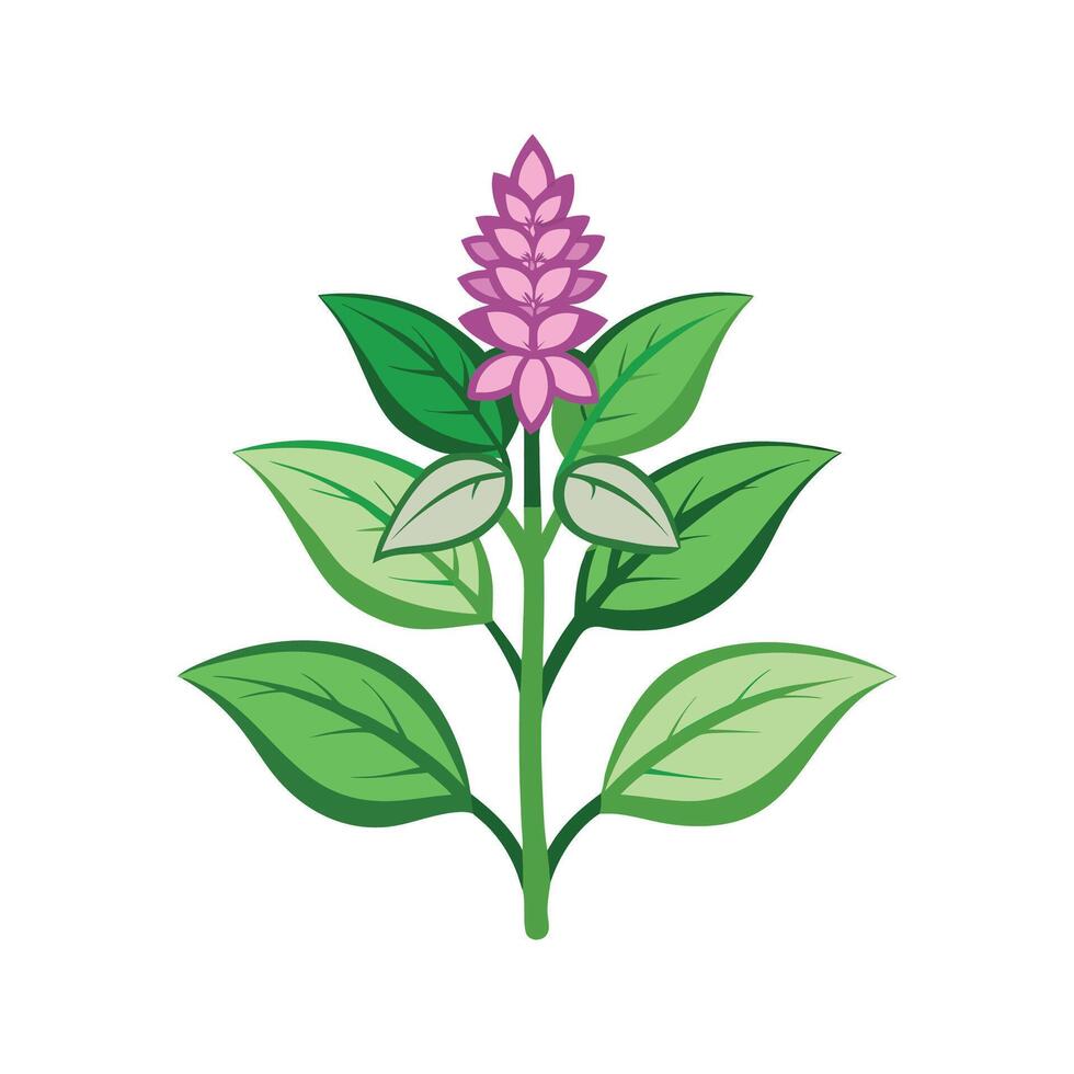 Charming Stachys for Unique Floral Art vector