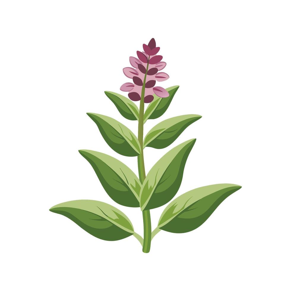 Elegant Stachys for Beautiful Floral Artwork vector