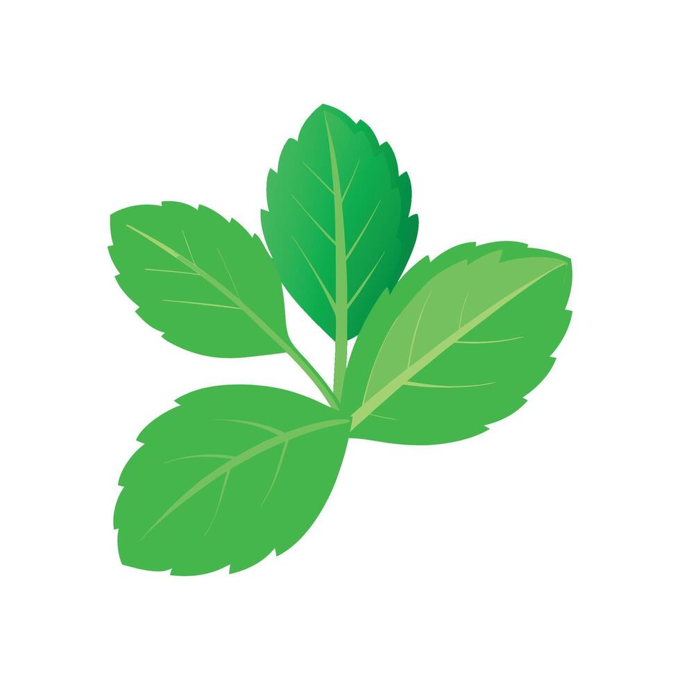 Stylish Stevia Plant Design vector