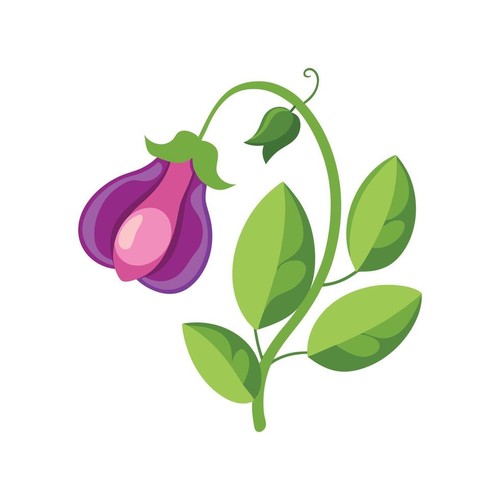 Elegant Sweet Pea for Stunning Floral Artwork vector