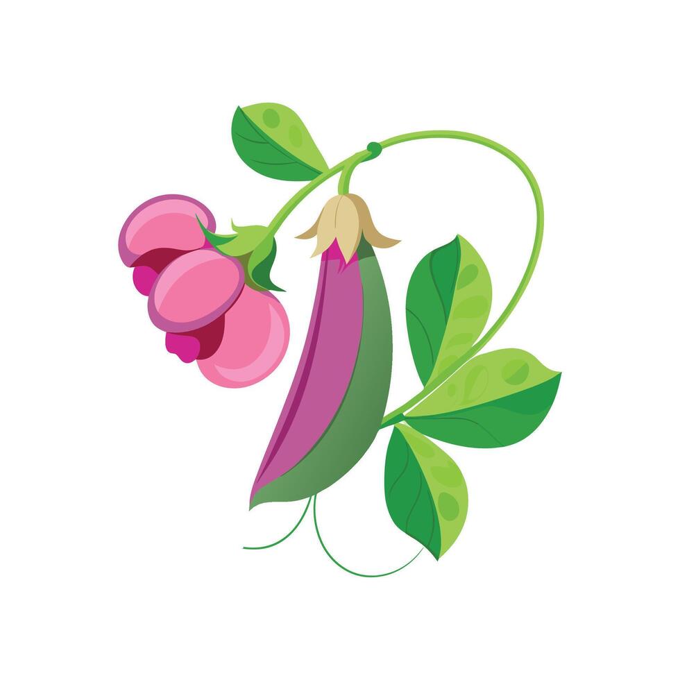Charming Sweet Pea Plant Design vector
