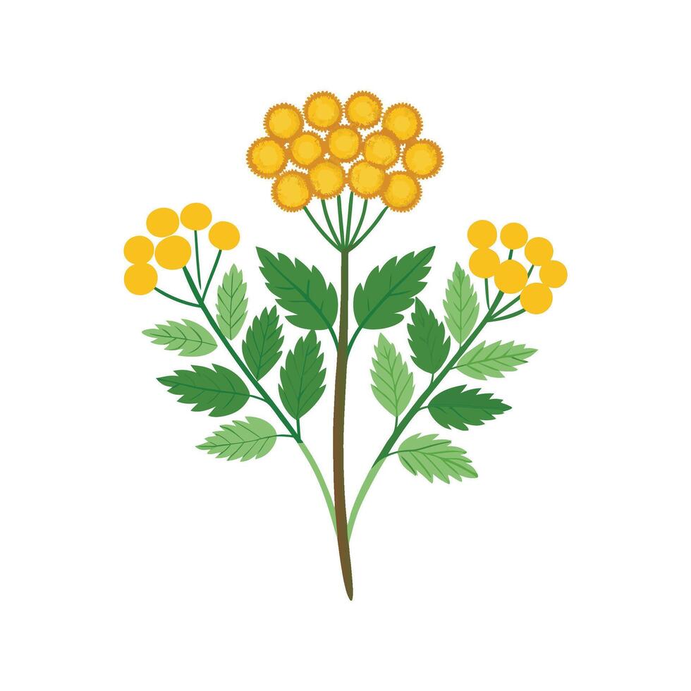 Elegant Tansy Plant Artwork vector